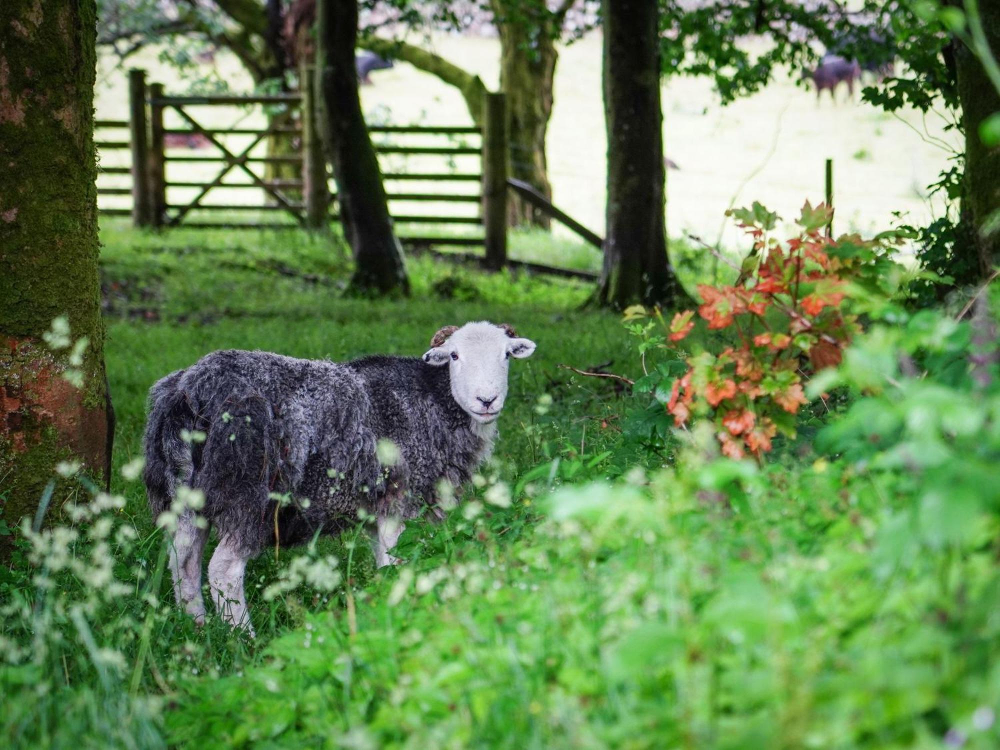 Yha Eskdaleホステル エクステリア 写真